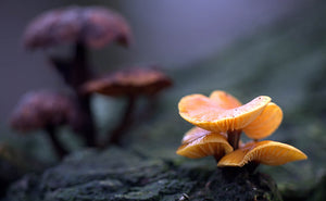 Medicinal Mushrooms
